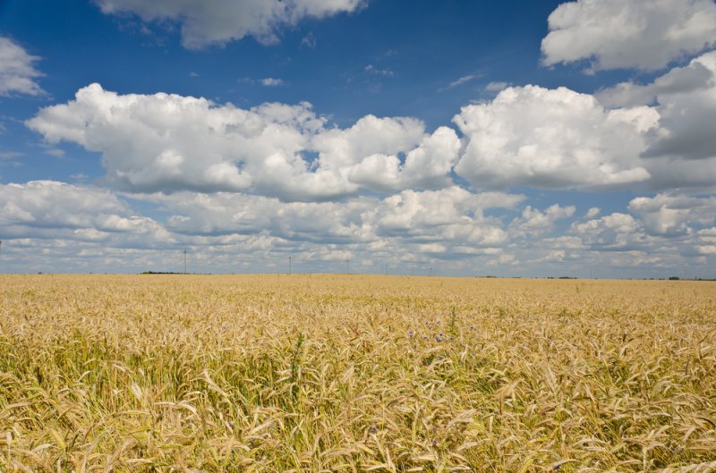 Climate change to depress crop yields in the United States, new study claims