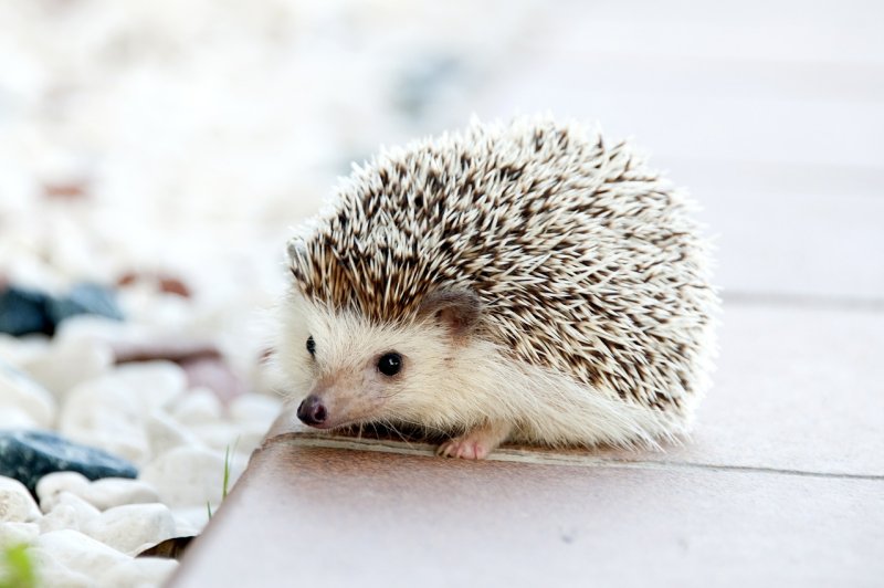 Officials at the CDC are warning people with pet hedgehogs not to snuggle them because of a concern for spreading salmonella. Photo by amayaequizabal/Pixabay