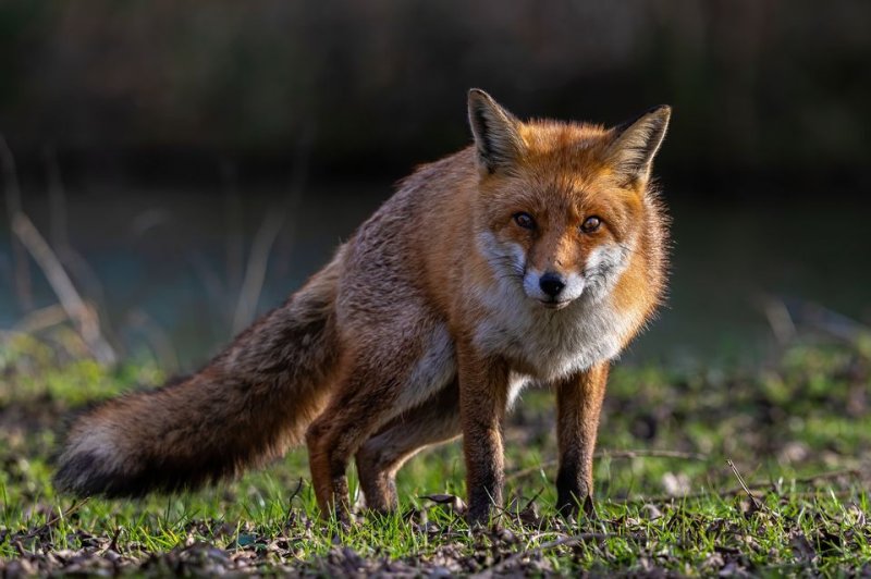 Researchers in Vermont are reporting on two human cases of the disease, called alveolar echinococcosis (AE), which were caused by a European strain of the parasite E. multilocularis.  They also found evidence of the strain in two red foxes in Virginia. Photo by Jon Pauling/Pixabay