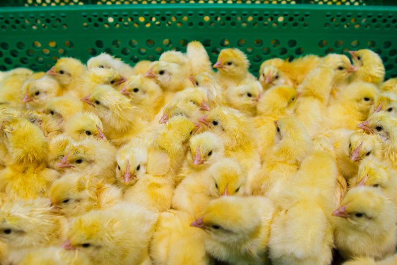Students at schools in an Indonesian city are being given pet chicks in a bid to get children to spend less time on their smartphones. Photo by SGr/Shutterstock