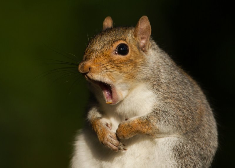 A squirrel in Tulsa caused a power outage that affected more than 5,000 customers when it entered a substation and "touched the wrong thing" according to Public Service Oklahoma. Photo by Giedriius/Shutterstock.com