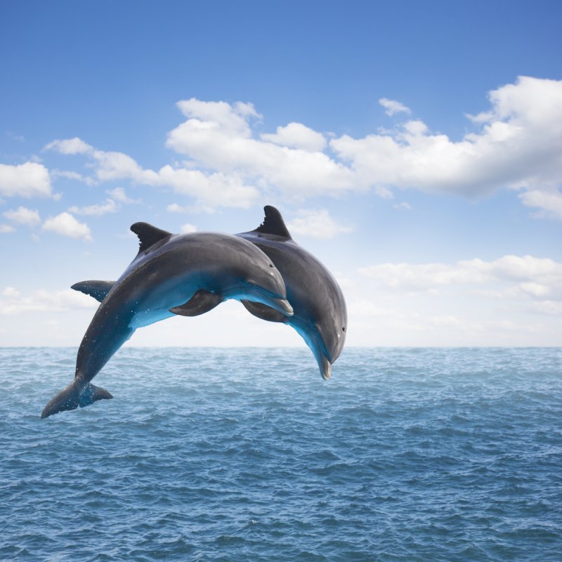 A new study has found that dolphins form the animal world's closest alliances. File Photo by Neirfy/Shutterstock