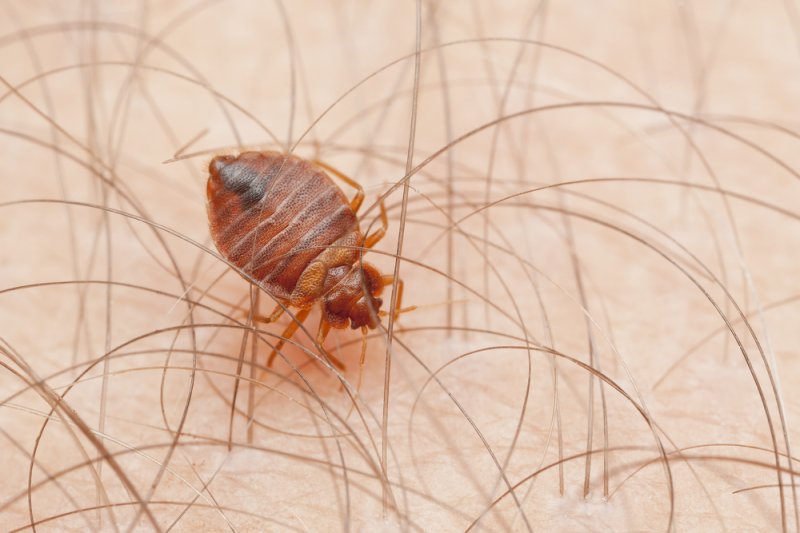 Bedbugs survived the impact event that wiped out the dinosaurs