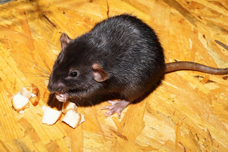 Rat sightings in New York City have increased dramatically over the last year, despite a concerted effort to curtail the spread of the rodents, the city’s records showed on Tuesday. File Photo by Kapa65/Pixabay