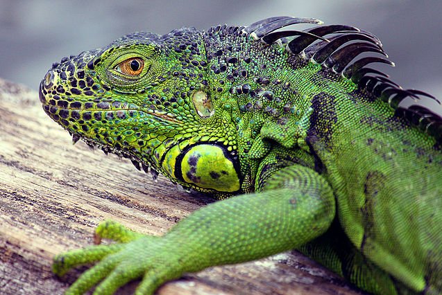The City of Lake Worth Beach, Fla., said a 'large scale' power outage was caused by an iguana that wandered into a substation. File Photo by Slegrand/Wikimedia Commons