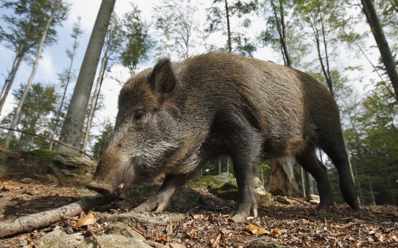 Officials hunt down, kill wild boars in Hong Kong