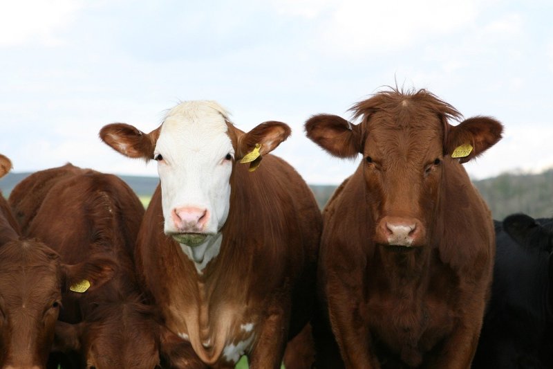 Cornell to extract energy from cow manure to meet heating demands