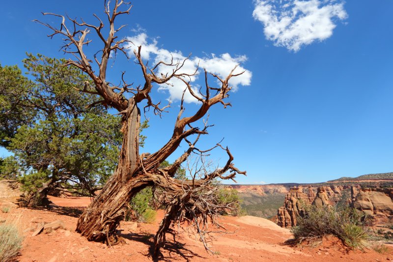 Pinyon pines struggle to withstand the drought conditions of the Southwest. An increase in aridity and drought conditions could lead to more intense wildfires and depress agricultural yields in some parts of the world. Photo by Tupungato/Shutterstock