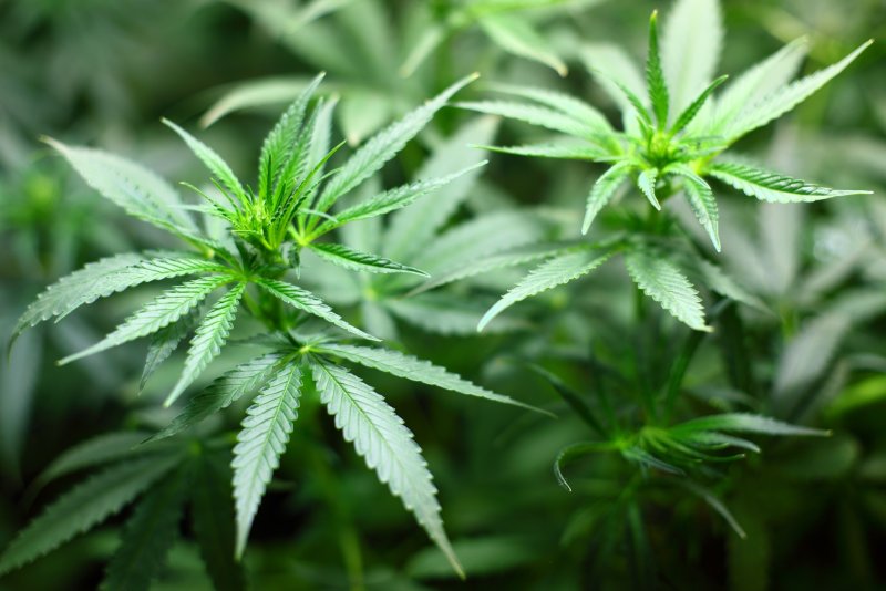 Marijuana use among teens may affect their brain development, according to a new study. Photo by 7raysmarketing/Pixabay