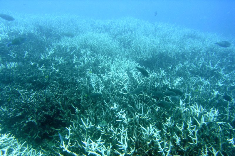 An undated image of bleached branching coral at Heron Island along the Great Barrier Reef. An Australian minister denied a coal mine project near the Great Barrier Reef on Wednesday. File Photo by J. Roff/UPI