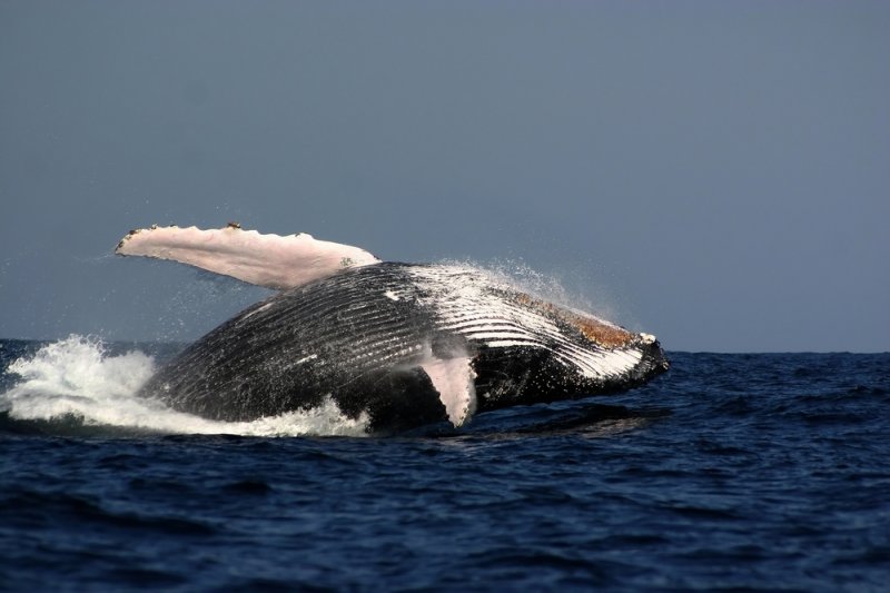 A humpback whale. Photo by Brett Atkins/Shutterstock