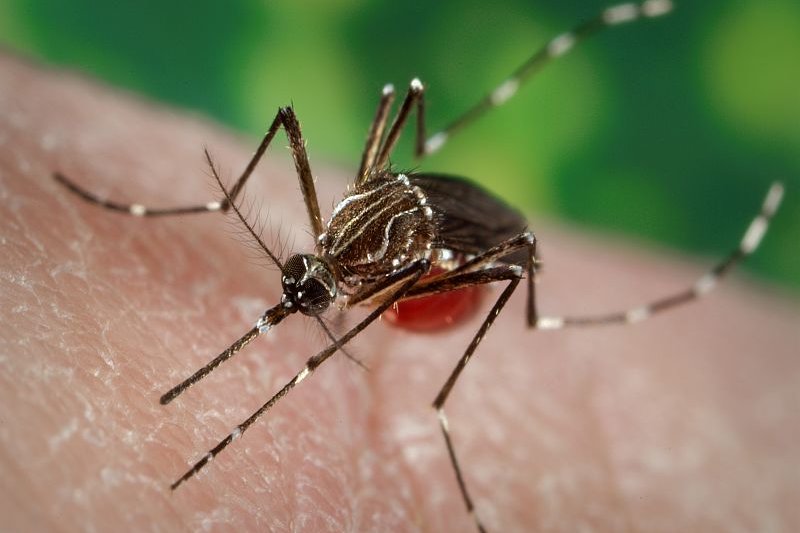 Lab-engineered antibody appears to protect from malaria, study shows