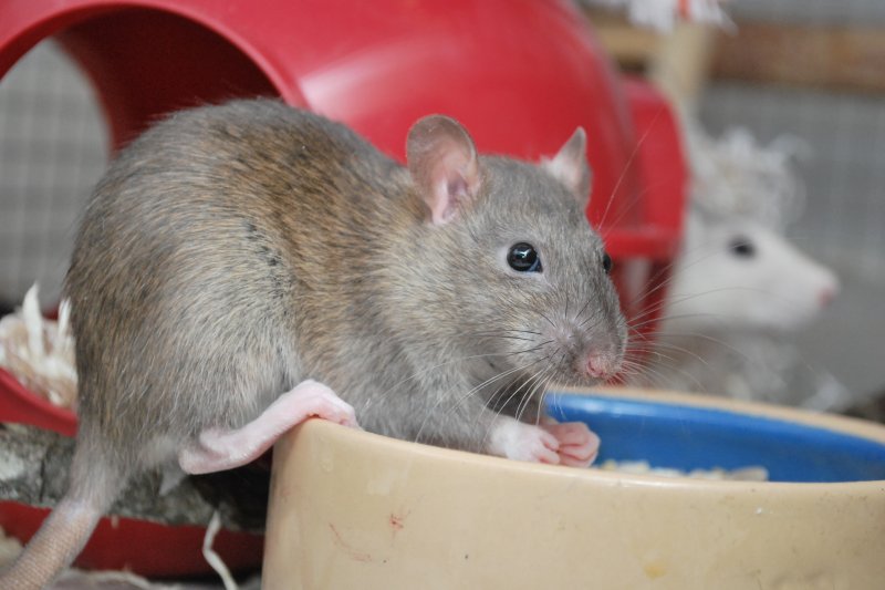 Seoul virus can be transmitted from rats to humans through the urine or feces of the rodents. Photo by <a class="tpstyle" href="https://creativecommons.org/licenses/by-sa/3.0/legalcode">Linsenhejhej</a>/Wikimedia Commons