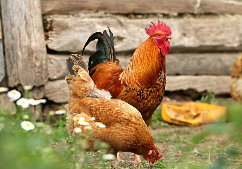 Researchers say that the potential for "backyard chickens" -- chickens living in coops behind people's houses -- to interact with wild birds and pick up diseases could lead to viral "spillover." Photo by klimkin/Pixabay
