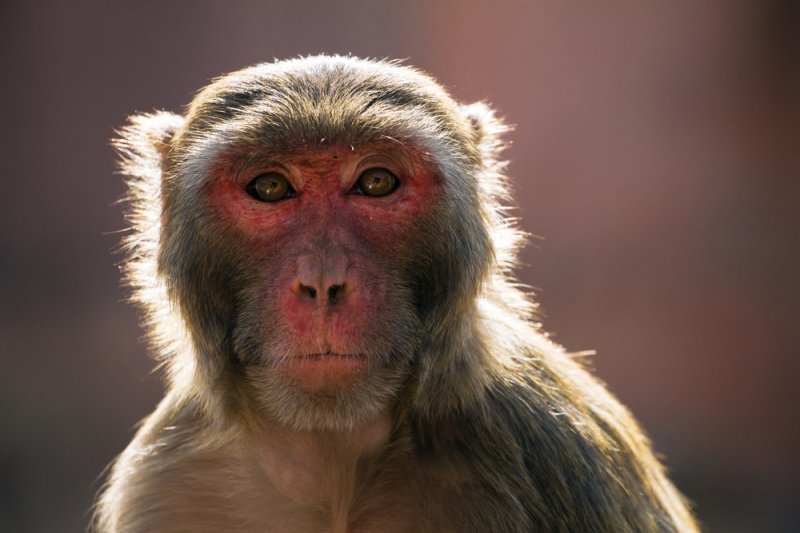 A rhesus macaque monkey (Macaca mulatta). Photo by Alexander Mazurkevich/Shutterstock