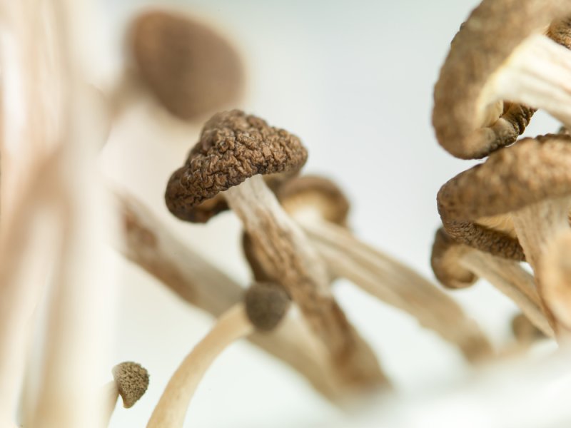 Oregon votes to legalize psychedelic mushrooms in therapy settings