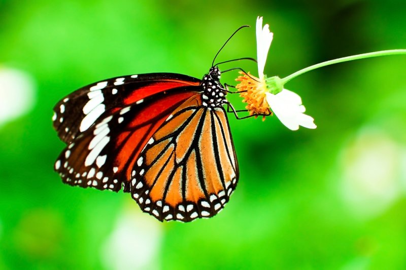 'Habitat-enhanced' vineyards are good for butterflies