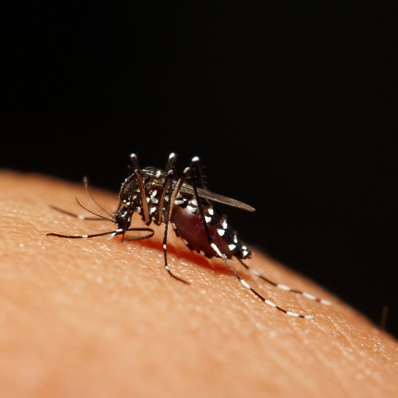 Researchers have created a mosquito capable of passing infertility genes throughout the local population. Photo by Kitsadakron_Photography/Shutterstock
