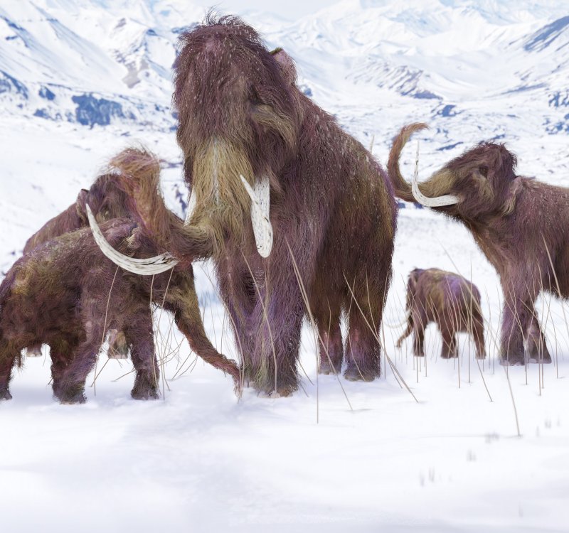 Humans to blame for demise of gigantic ancient mammals