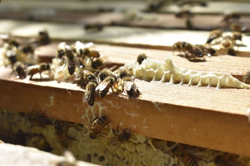 A Kentucky man has died of respiratory failure after being attacked by a swarm of bees while on his porch in Kentucky. File Photo by Zarrin Tasnim Ahmed/UPI