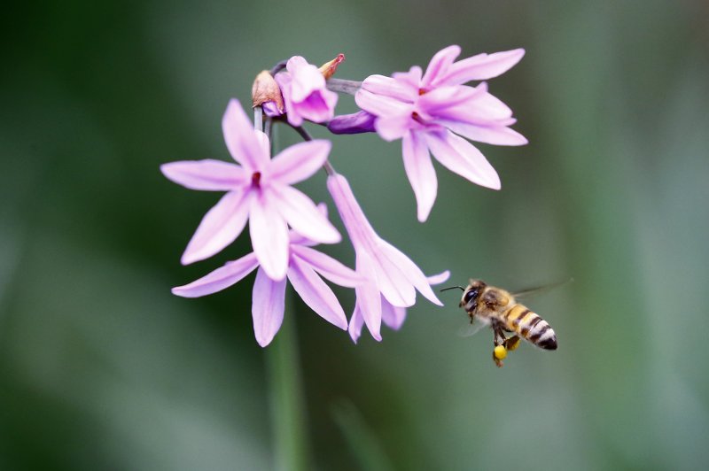 South African beekeepers blame insecticide for 1M-plus bee deaths