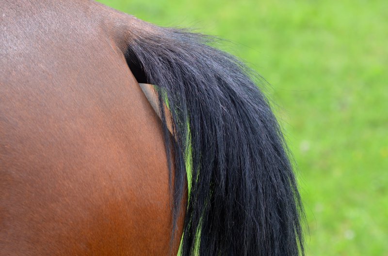 Man arrested for spanking Florida police horse's backside