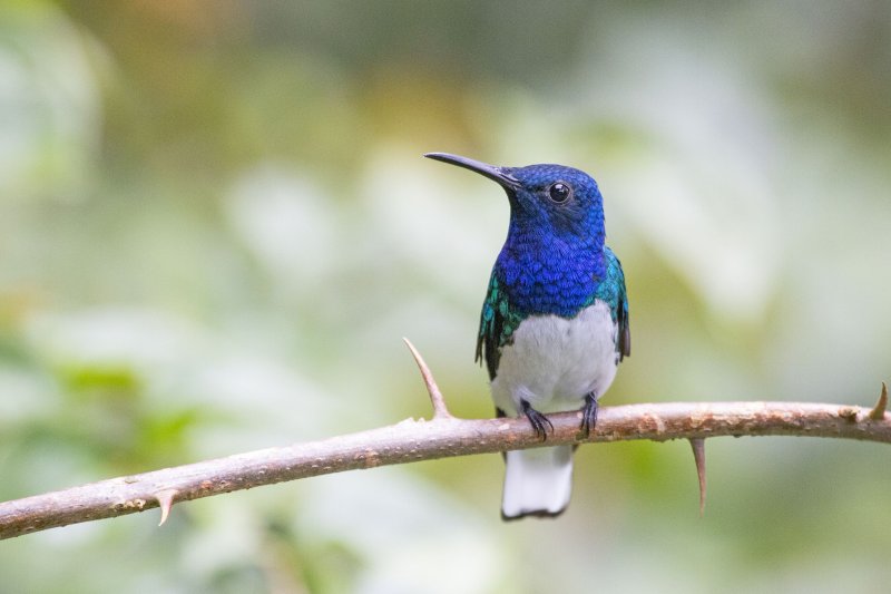 While most female white-necked jacobin hummingbirds don't have showy colors like the pictured male hummingbird, all females have them early in life and the brighter appearance helps them avoid harassment when they aren't looking for mates. Photo by Andy Wraithmell/Flickr