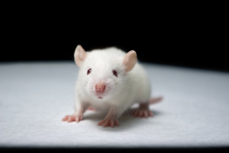 In a new study, researchers prevented the degeneration of muscle into fat in mouse models. Photo by lculig/Shutterstock