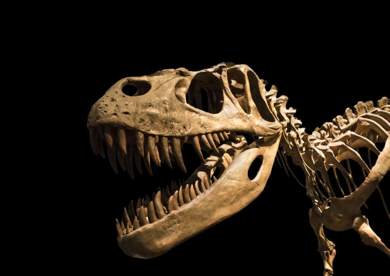 Statistical analysis reveals differences between dinosaur sexes