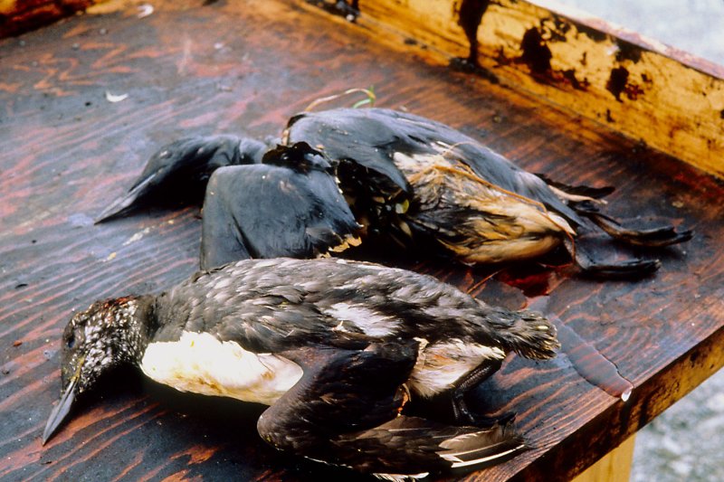 The Exxon Valdez spill in 1989 released almost 11 million gallons of crude oil into Prince William Sound off Alaska. It was devastating for the area and wildlife that lived there. File Photo courtesy Exxon Valdez Oil Spill Trustee Council