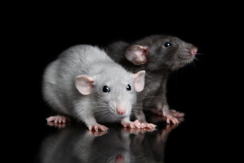 Studies on mice may reveal potential anti-aging remedies for humans, scientists say. Photo by Anna Tyurina/Shutterstock