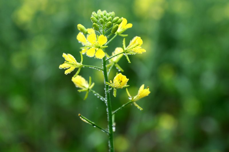 A heat dome over southern Canada last summer hampered mustard seed crop production, leading to a shortage of dijon mustard this year. File Photo by Harish Tyagi/EPA-EFE