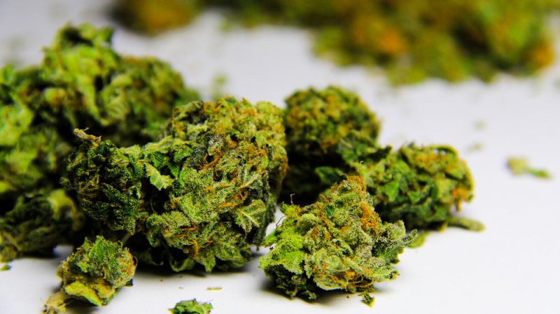 Nevada Gov. Brian Sandoval authorized the Nevada Tax Commission to conduct a hearing Thursday to establish emergency reforms on legal marijuana distriction, including speeding up the review process for transport licenses and allowing cannabis companies to move pot if they meet certain requirements. Photo by Atomazul/Shutterstock