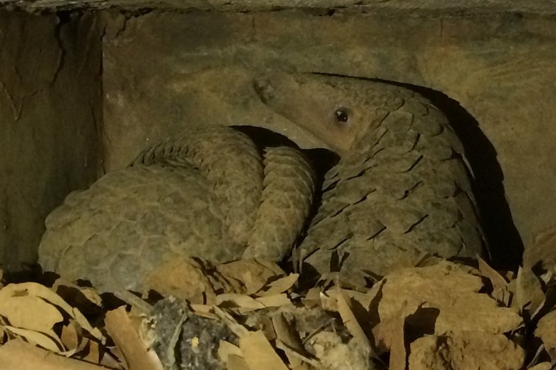 Researchers say that coronaviruses linked to COVID-19 have been found in pangolins in Vietnam. Photo by U.S. Government Accountability Office/Wikimedia