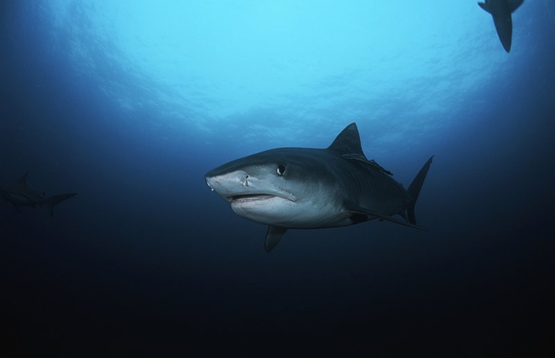 Nearly 200 nations have voted to extend protections to over 50 species of sharks, including the requiem family that includes the tiger shark, shown here. File Photo by bikeriderlondon/Shutterstock