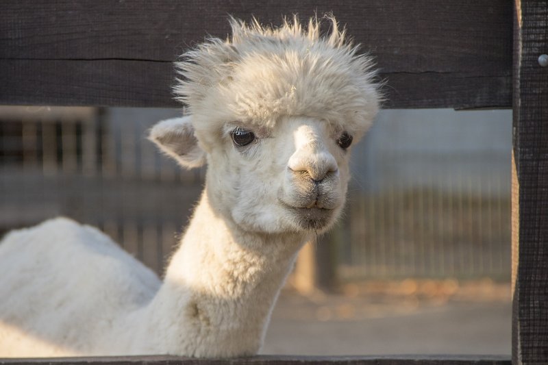 Researchers say that a tiny antibody made by llamas, as well as camels, could be a potent treatment for COVID-19. Photo by <a href="https://pixabay.com/photos/llama-white-animal-fur-head-3801453/">SzaboJanos</a>/Pixabay<br>