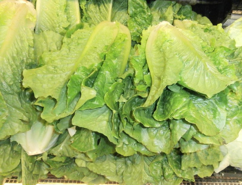 On Aug. 19, Wendy's announced that it had removed romaine lettuce from its sandwiches in Michigan, Ohio and Pennsylvania. File Photo by Jeffery Martin/<a href="https://creativecommons.org/publicdomain/zero/1.0/legalcode">Wikimedia Commons </a>
