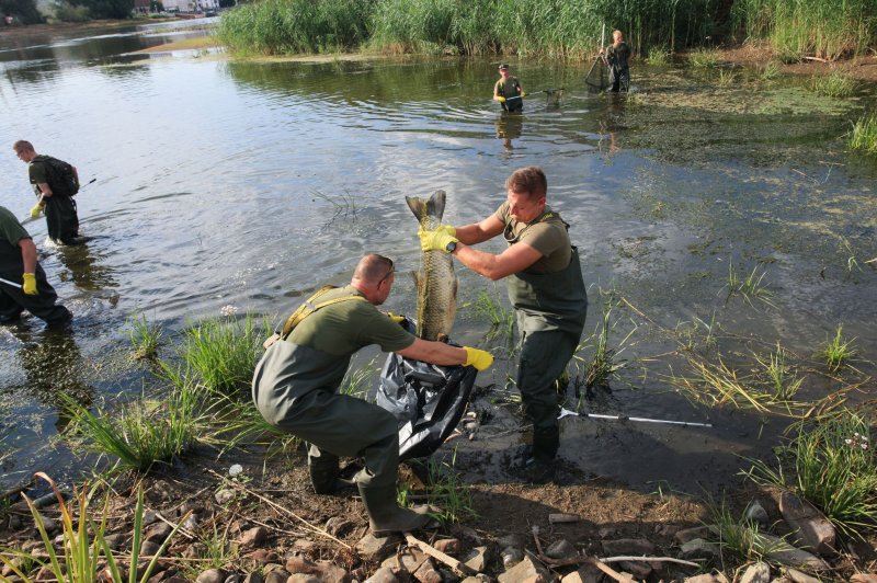 Soldiers and firefighters remove dead fish from the Oder River near Slubice, Poland, on Friday. Photo by Lech Muszynski/EPA-EFE