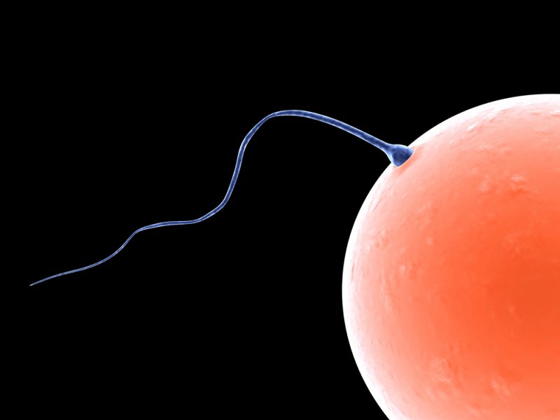 Researchers say that the sperm wining the race to the egg often effectively poisons its competitors on the way. File Photo by Sebastian Kaulitzki/Shutterstock