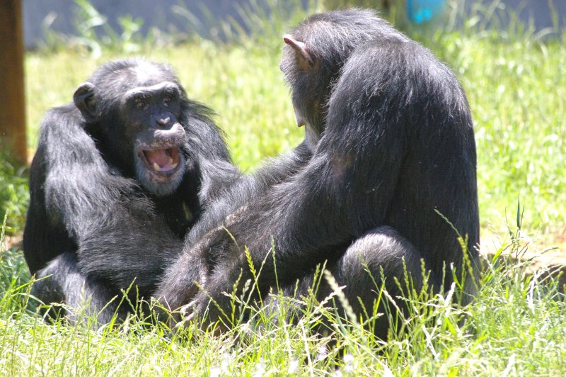 Last 50 federal research chimpanzees are headed to sanctuaries