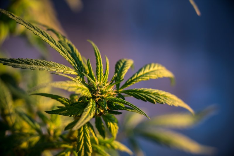 States where recreational marijuana is legal have seen large drops in the use of prescription drugs for pain, depression, anxiety, sleep, psychosis and seizures, researchers found. Photo by Atomazul/Shutterstock