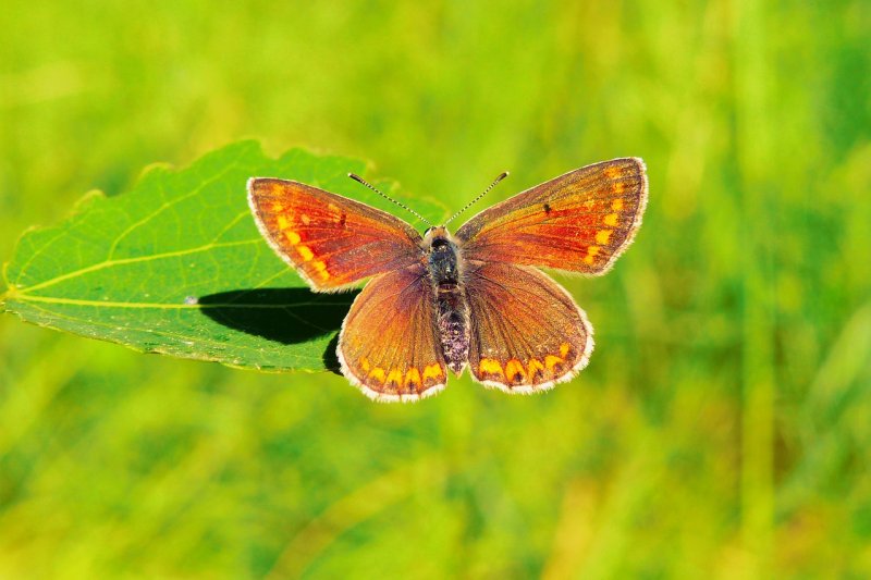 A study published Wednesday found that populations of insects, like this brown argus butterfly, have been cut by as much as half in some areas due to agriculture and climate change. Photo by krzysztofniewolny/Pixabay