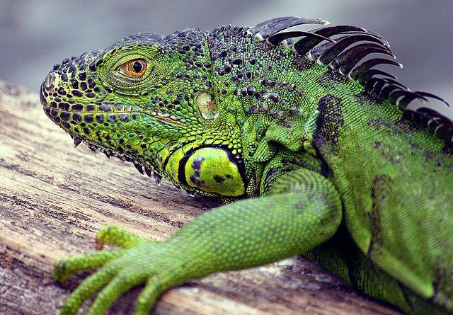 Forecasters warn of falling iguanas in Florida amid cold spell