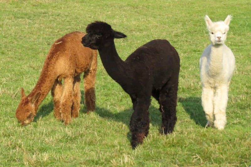 Llamas produce immune particles that could fight COVID-19