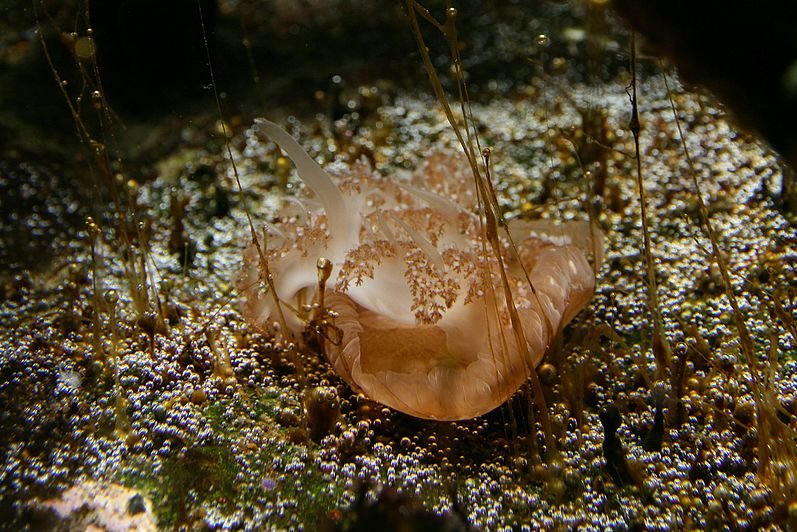 Cassiopea xamachana, also known as the upside-down jellyfish, can launch miniature venom grenades called cassiosomes. Photo by Marco Almbauer/Wikimedia