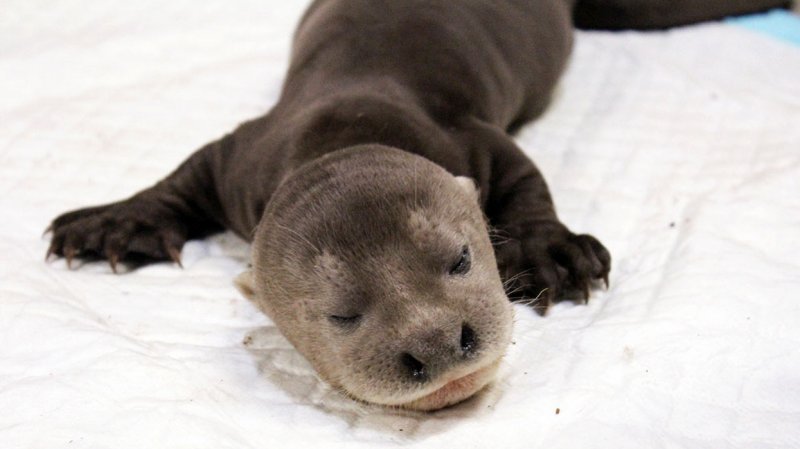 Asia's first giant river otter was born at Wildlife Reserve Singapore on Aug. 10, 2013. (Wildlife Reserve Singapore)