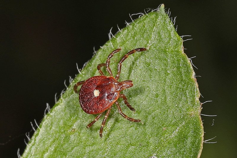 When the lone star tick bites a person, it can transmit something called "alpha gal," the sugar that’s present in all mammals except humans. That transmission can lead to alpha-gal syndrome, a tick-borne meat allergy. Photo by Judy Gallagher/Wikimedia Commons