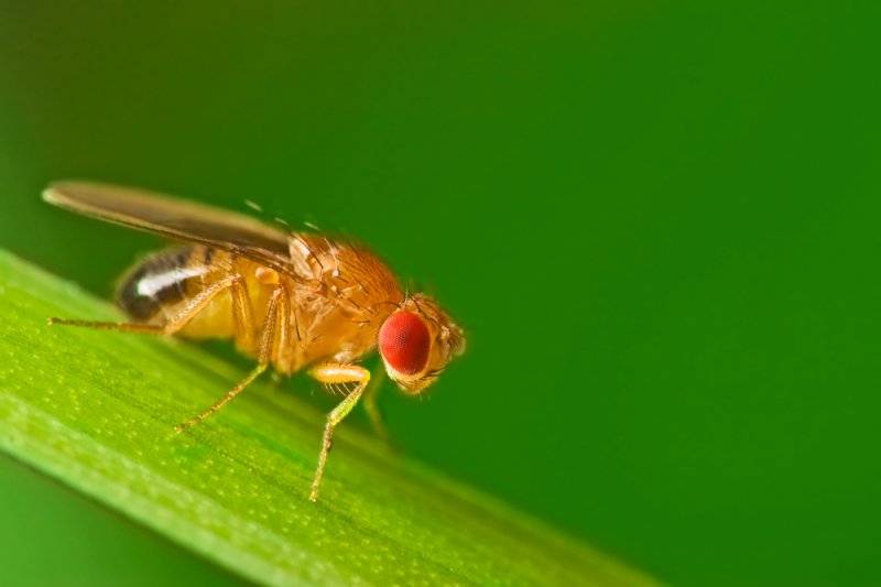 A common fruit fly (Drosophila Melanogaster). Photo by Studiotouch/Shutterstock