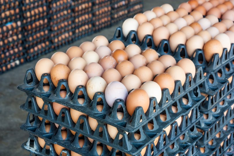 Crates of eggs. File photo by ComZeal/Shutterstock